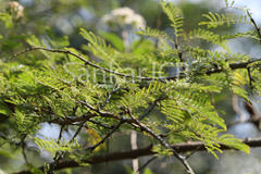 Dichrostachys cinerea